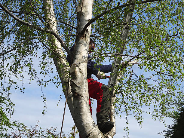 How Our Tree Care Process Works  in  Woodburn, OR